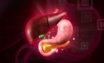 Human Liver And Stomach Stock Photo