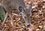 Beautiful Picture Of The Cute Deer In The Forest Stock Photo