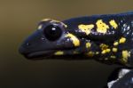 Fire Salamander Stock Photo