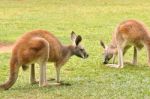Kangaroos Stock Photo