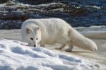 Arctic Fox By A River Stock Photo