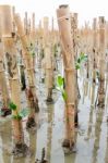 Mangroves Reforestation In Coast Of Thailand Stock Photo