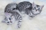 Two Young Black Silver Tabby Cats Lying Lazy Together On Sheep F Stock Photo