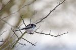 Long Tailed Tit Stock Photo