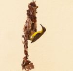 Close Up Natural Scene Of Wild Female Olive Backd Sunbird Builti Stock Photo