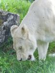 Beautiful Postcard With A White Lion Walking Stock Photo