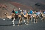 Caravan Of Camels Carrying Tourists Along A Well Trodden Route I Stock Photo