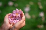 Top View On Woman's Hands Holding Pink Yellow Flower  On Green Grass Stock Photo