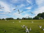 Flock Of Birds Stock Photo