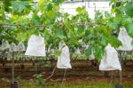 Grape Vineyard Stock Photo