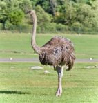 Picture With An Ostrich Walking On A Grass Field Stock Photo