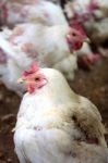 Sick Chicken Or Sad Chicken In Farm,epidemic, Bird Flu, Health Problems Stock Photo