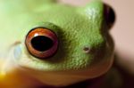 Green Tree Frog Stock Photo