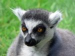 Ring Tailed Lemur Stock Photo