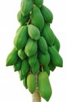 Papaya Tree Stock Photo