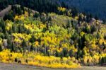 Autumn Colours In Wyoming Stock Photo