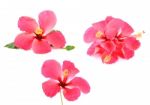 Pink Hibiscus Flower Isolated On  White Background Stock Photo