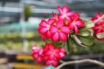 Red Pink Adenium In Plants Nursery Stock Photo