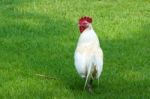 White Rooster Stock Photo
