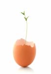 Growing Plant In Eggshell Stock Photo