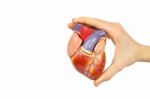 Hand Holding Artificial Human Heart Model On White Background Stock Photo