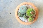 Cactus ( Cereus Hexagonus Mill ) On Flowerpot And Blank Area At Stock Photo