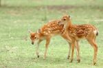 Sika Deer Fawns Stock Photo