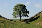 Tree At Sycamore Gap In Late Spring Stock Photo