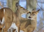 Beautiful Funny Background With A Pair Of The Cute Wild Deers Stock Photo