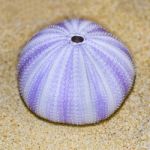 Shell Of Sea Urchin Or Urchin Stock Photo