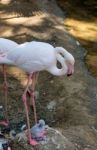 Fuengirola, Andalucia/spain - July 4 : Greater Flamingos (phoeni Stock Photo
