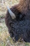 American Bison (bison Bison) Stock Photo