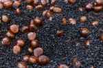 Chestnuts Roasting In A Pan On The Stove Stock Photo