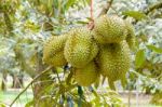 Durian On Tree King Of Fruits In Thailand Stock Photo