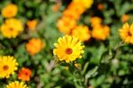 Yellow Daisy Flower In Sun Light Stock Photo