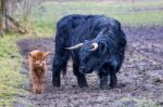 Black Mother Scottish Highlander Cow And Brown Calf Stock Photo