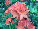 Rhododendron,flowers Stock Photo