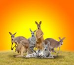 Group Of Kangaroo Stock Photo