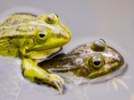 Two Mating Green Frogs Stock Photo