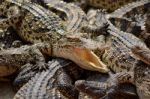 Freshwater Crocodile, Siamese Crocodile (crocodylus Siamensis) Stock Photo