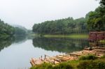 Raft Bamboo Lake And Pine Forest At Morning Stock Photo