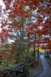 Winding Autumn Path Stock Photo