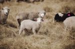 Sheep On The Farm Stock Photo