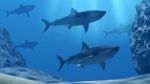 Flock Of Sharks Underwater With Sun Rays And Stones In Deep Blue Sea Stock Photo