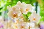 White Cream Orchid Stock Photo