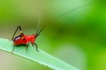 Conocephalus Melas Tiny Red Cricket Stock Photo