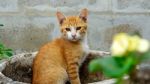 Babay Cute Cat Sitting In The Pot Stock Photo