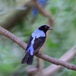 Male Asian Fairy Bluebird Stock Photo