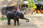 Chiangmai ,thailand - November 16 : Elephant Catch Football And Stock Photo