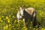 White Horse On A Landscape Field Of Yellow Flowers Stock Photo